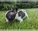 Small #4 Faux Frenchbo Bulldog