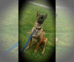 Small Photo #7 Belgian Malinois Puppy For Sale in PASKENTA, CA, USA
