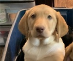Small Photo #5 Labrador Retriever Puppy For Sale in SPOTSYLVANIA, VA, USA