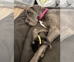 Small Photo #1 Great Dane Puppy For Sale in TEMECULA, CA, USA