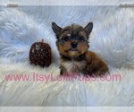Small Photo #22 Yorkshire Terrier Puppy For Sale in HAYWARD, CA, USA