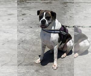 Boxer Dogs for adoption in Downey, CA, USA