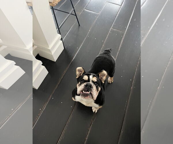 Medium Photo #3 Bulldog Puppy For Sale in Dumont, NJ, USA