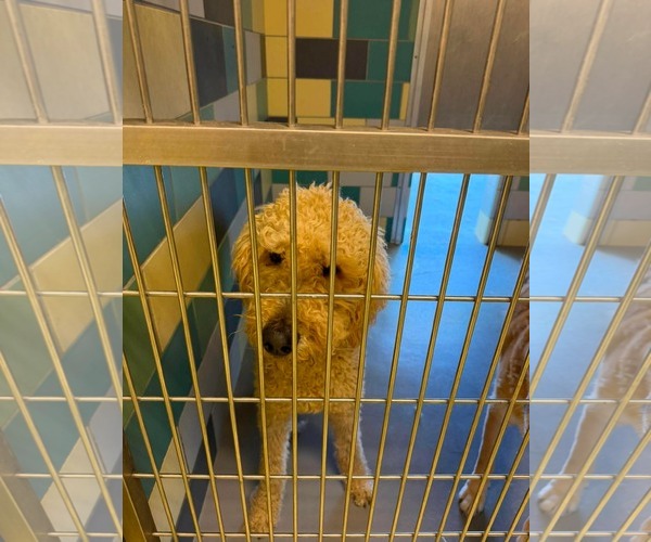 Medium Photo #3 Labradoodle Puppy For Sale in San Diego, CA, USA