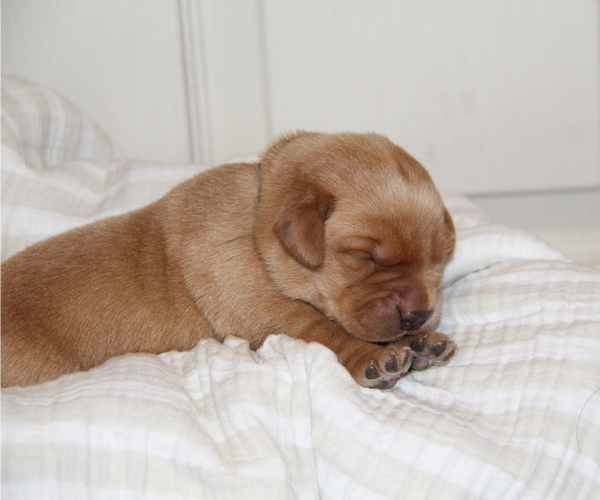 Medium Photo #17 Labrador Retriever Puppy For Sale in HYDE PARK, VT, USA