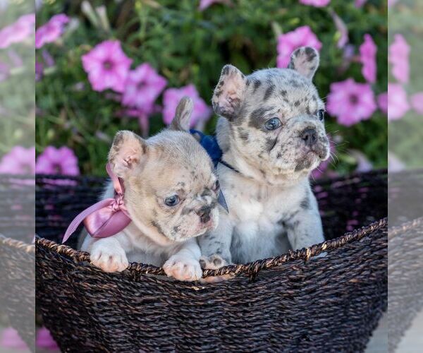 Medium Photo #2 French Bulldog Puppy For Sale in CAMPBELL HILL, IL, USA