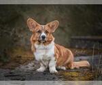Small Photo #1 Cardigan Welsh Corgi Puppy For Sale in Weilburg, Hesse, Germany