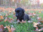 Small Photo #7 Labrador Retriever Puppy For Sale in FORT RECOVERY, OH, USA
