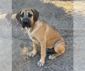 Mastiff Dogs for adoption in Hesperia, CA, USA