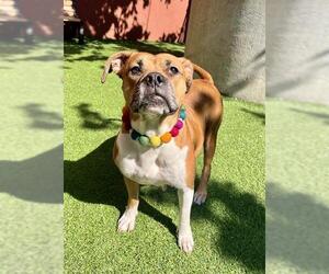 Bullboxer Pit Dogs for adoption in San Francisco, CA, USA
