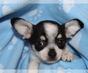 Medium Chihuahua