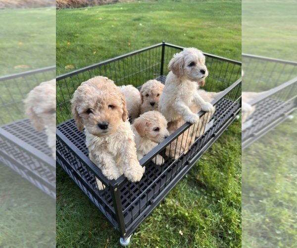 Medium Photo #1 Cockapoo (Miniature) Puppy For Sale in BUCKLEY, WA, USA