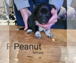Puppy Peanut Labrenees