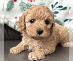 Cavapoo (Miniature) Puppy for Sale in WAUSEON, Ohio USA