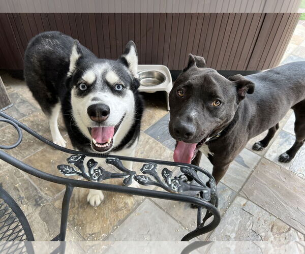 Medium Photo #4 Alusky Puppy For Sale in Menifee, CA, USA