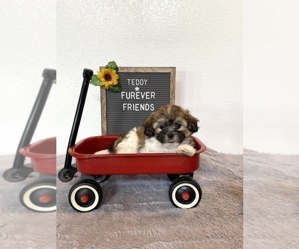Medium Photo #1 Zuchon Puppy For Sale in BLOOMFIELD, IN, USA