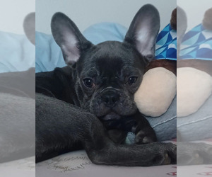 French Bulldog Puppy for Sale in SAINT PETERSBURG, Florida USA