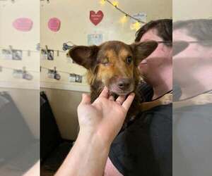 Voyager : Chakotay - Male Mutt Dog for Adoption - Photo #4