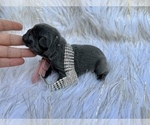 Small Photo #5 French Bulldog Puppy For Sale in HAYWARD, CA, USA