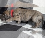 Small #5 Great Dane