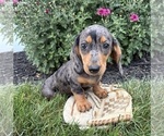 Small Dachshund