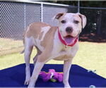 Small #1 American Pit Bull Terrier Mix