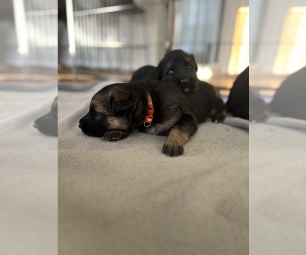 Medium Photo #3 German Shepherd Dog Puppy For Sale in LEHIGH ACRES, FL, USA
