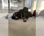 Small #2 German Shepherd Dog