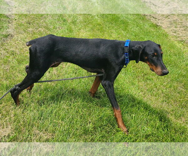 Medium Photo #10 Doberman Pinscher Puppy For Sale in Minneaoplis, MN, USA