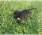 Small #18 American Pit Bull Terrier
