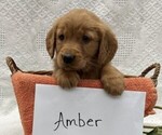 Small #1 Golden Retriever