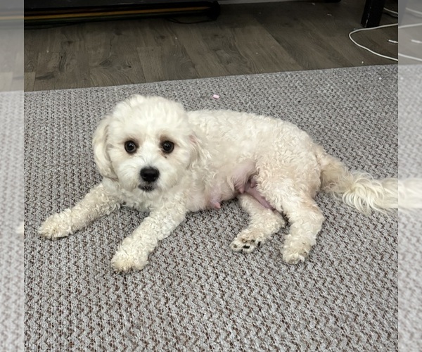 Medium Photo #1 Zuchon Puppy For Sale in RICHLANDS, NC, USA