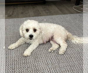 Mother of the Zuchon puppies born on 03/09/2026