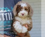 Small #1 Bernedoodle (Miniature)