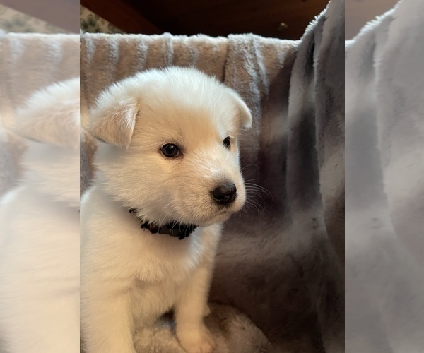 Medium Photo #9 Alusky Puppy For Sale in GARDEN GROVE, CA, USA