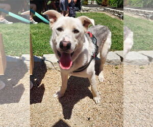 Mutt Dogs for adoption in Columbus, IN, USA