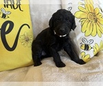 Small #11 Goldendoodle