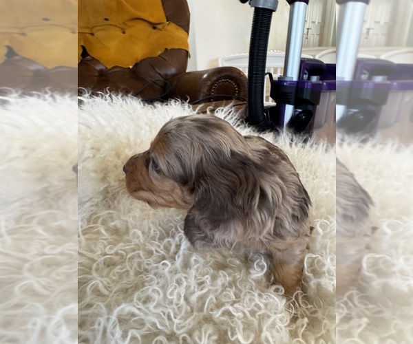Medium Photo #5 Dachshund Puppy For Sale in COLLBRAN, CO, USA