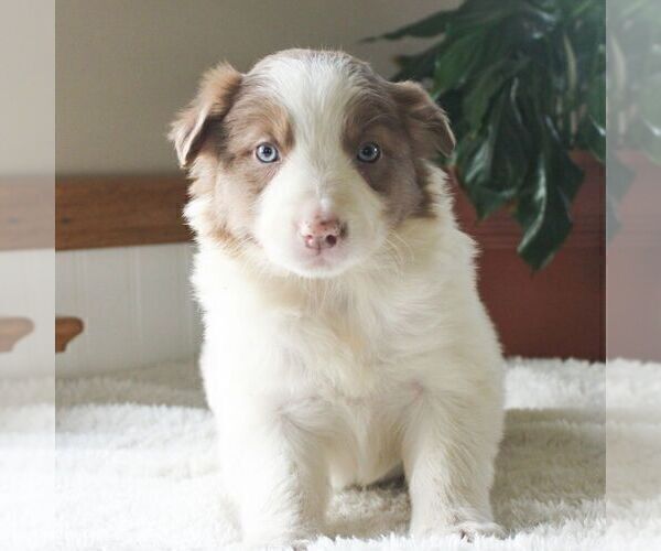 Medium Photo #3 Border Collie Puppy For Sale in MANHEIM, PA, USA