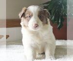 Small Photo #3 Border Collie Puppy For Sale in MANHEIM, PA, USA