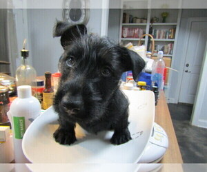 Scottish Terrier Puppy for sale in ELLISVILLE, MS, USA