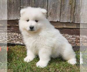 Samoyed Puppy for sale in THORP, WI, USA