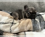Puppy Puppy 3 French Bulldog