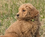 Puppy NOEL Goldendoodle-Poodle (Standard) Mix