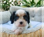 Small Photo #11 Cavalier King Charles Spaniel Puppy For Sale in SCOTTVILLE, MI, USA