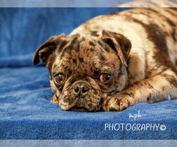 Medium Photo #3 Jug-Pug Mix Puppy For Sale in LIBERTY, KY, USA