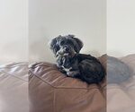 Small Shih-Poo