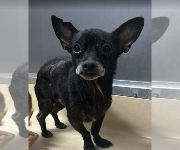 Medium Photo #2 Chihuahua-Unknown Mix Puppy For Sale in Rockville, MD, USA