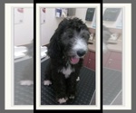 Small Photo #35 Sheepadoodle Puppy For Sale in RIALTO, CA, USA