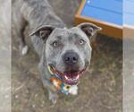 Small American Staffordshire Terrier